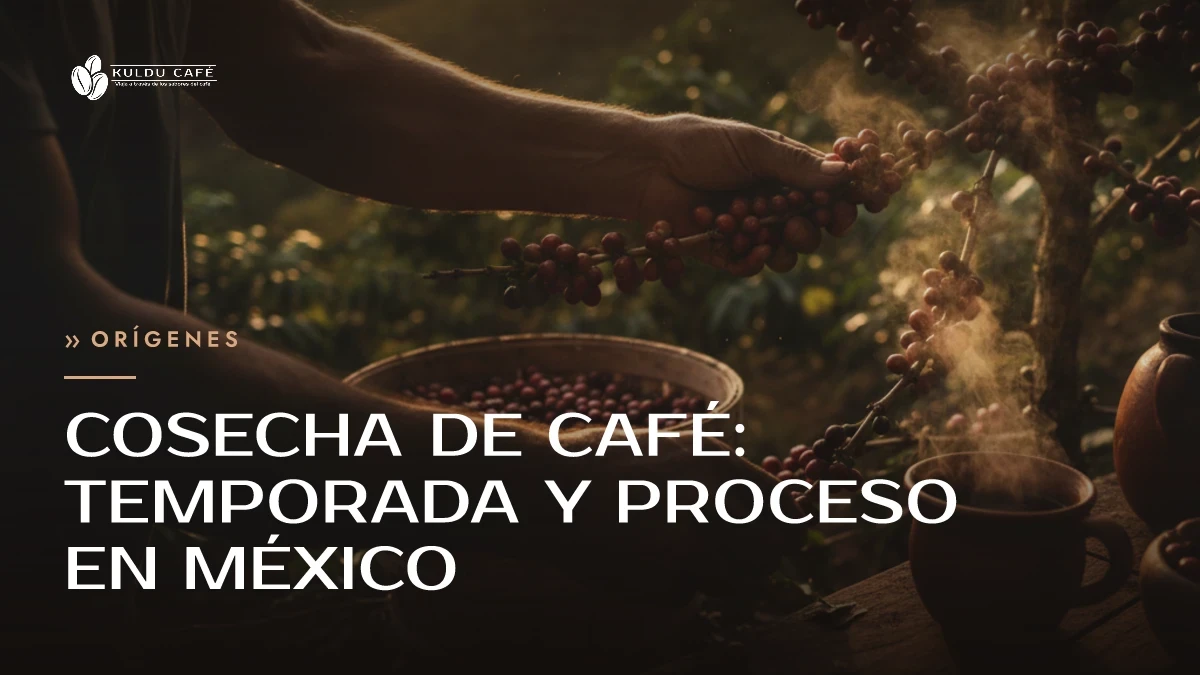 Cosecha de café: temporada y proceso en México