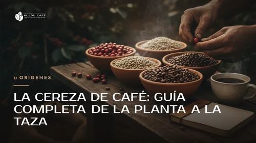 La cereza de café: guía completa de la planta a la taza