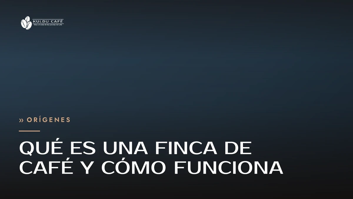 Qué es una finca de café y cómo funciona