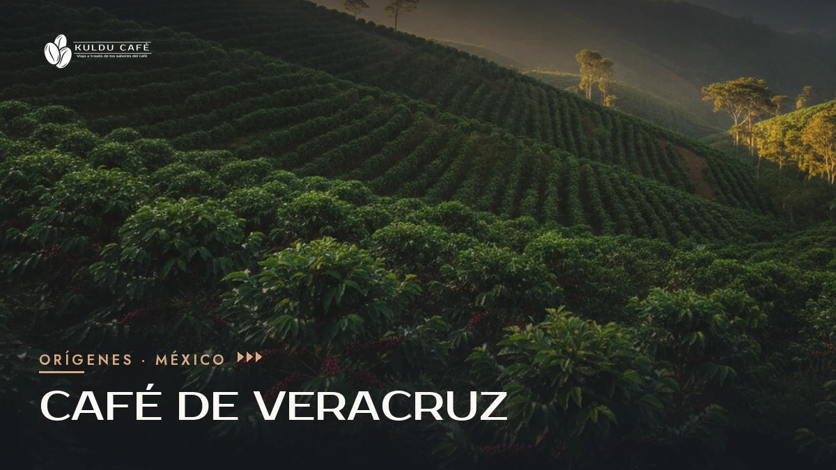 Plantación de café en las montañas de Veracruz al amanecer