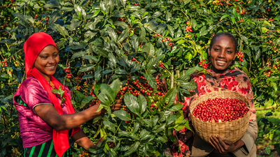 Café Africano | Origen, Características y Variedades