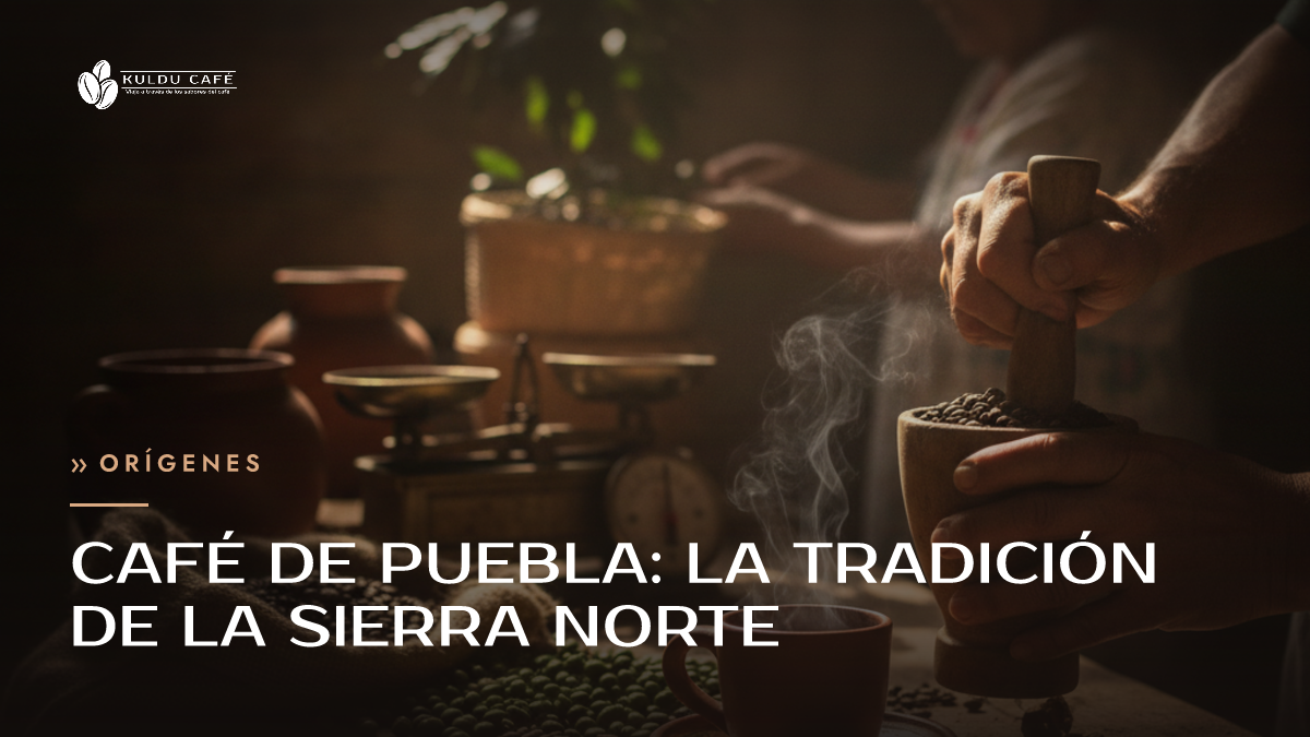 Café de Puebla: la Tradición de la Sierra Norte