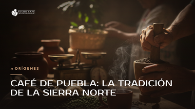 Café de Puebla: la Tradición de la Sierra Norte