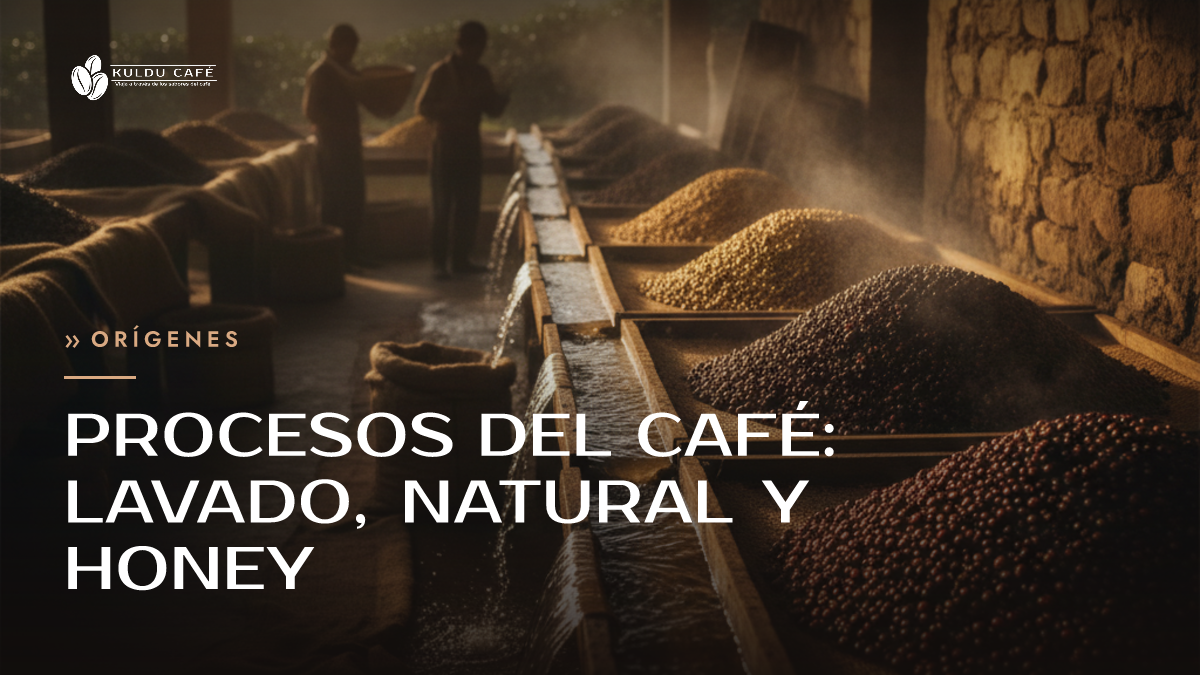 Procesos del café: lavado, natural y honey