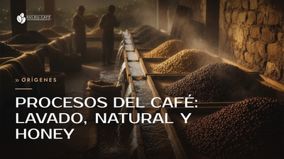 Procesos del café: lavado, natural y honey