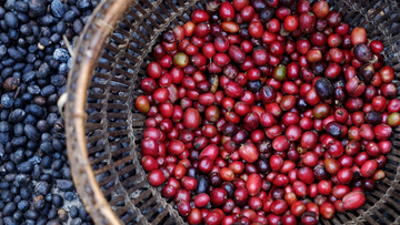 El café orgánico: ¿por qué es importante y cómo se produce?