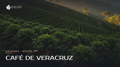 Café de Veracruz: origen, regiones y por qué es especial